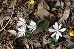 Bloodroot